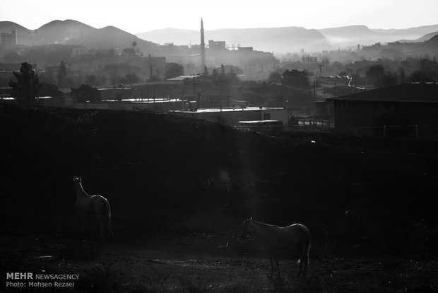 Regional Turkmen horse