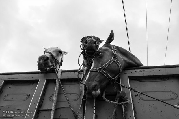 Regional Turkmen horse