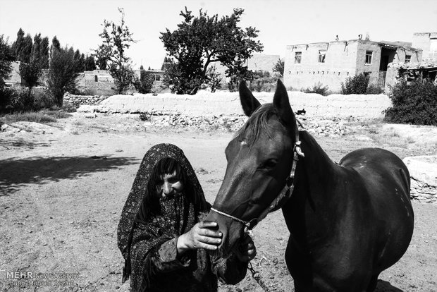 Regional Turkmen horse
