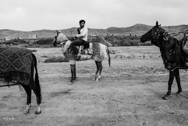 Regional Turkmen horse