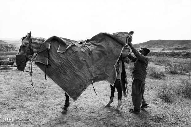 Regional Turkmen horse