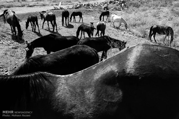 Regional Turkmen horse