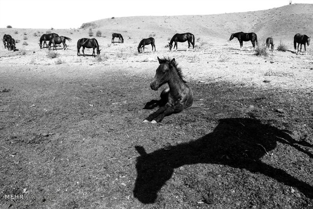 Regional Turkmen horse