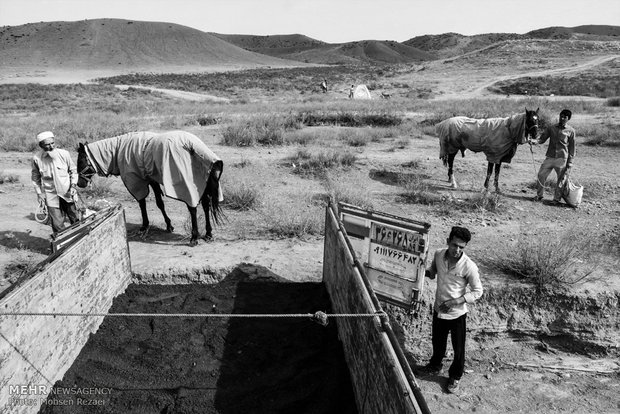 Regional Turkmen horse