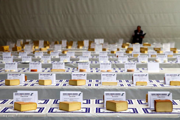 مسابقه انتخاب بهترین پنیر سوئیس‎