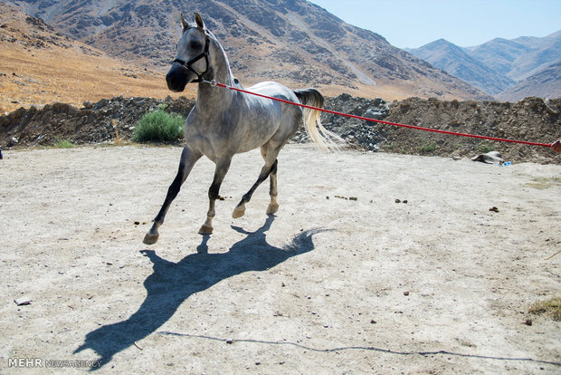 Horse beauty, riding contest in Arak