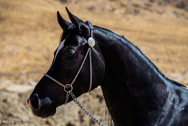 Horse beauty, riding contest in Arak