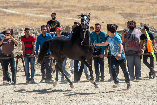 Horse beauty, riding contest in Arak