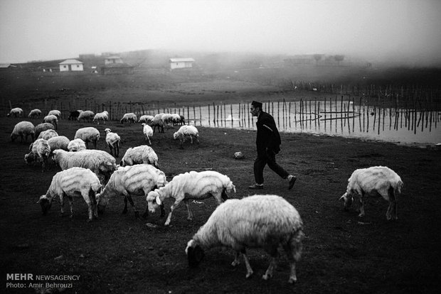 Migration of Talesh cottagers 