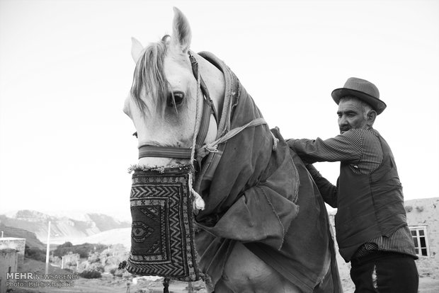 اشکان (نام اسب)، نریان 19 ساله سیلمی ترکمن  متعلق به عوض گلن است که در پشت خانه اش او را نگهداری می کند.