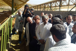 طرح پرورش گاو شیری در شهرستان آبیک  به بهره برداری رسید