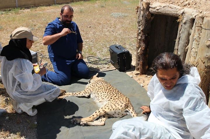 12 Heidari-Wildlife Care.JPG