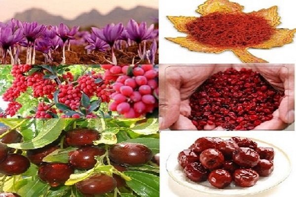 آوازه‌ بلند محصولات خراسان جنوبی/ سود صادرات قصد بازگشت ندارد