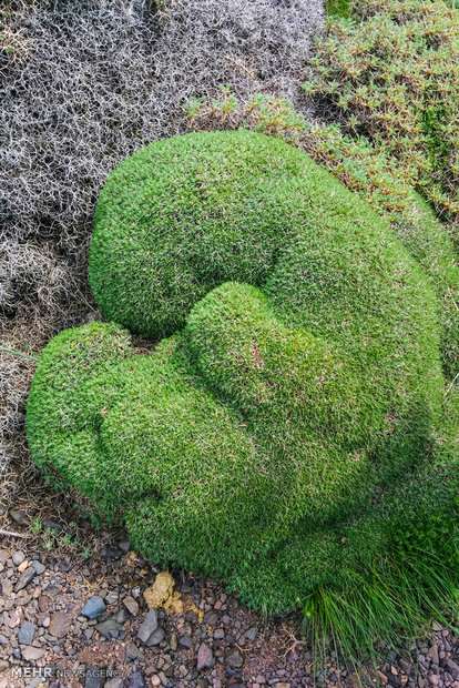 Cloud Forest's eye-catching nature