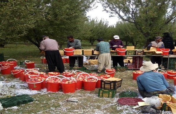 پای صادرات سیب آذربایجان غربی می لنگد/زخمی که امسال هم سر باز کرد
