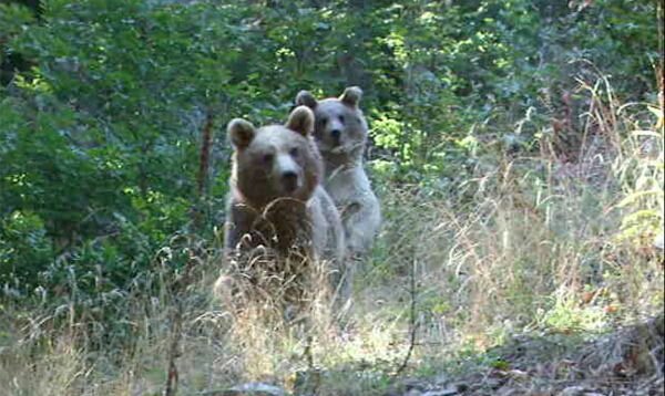 حال خوش حیات وحش در مازندران/ تکثیر مرال های زیبا