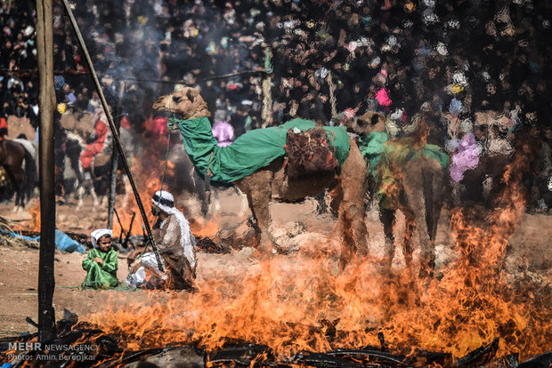 Largest ta'zieh performance in Fasa