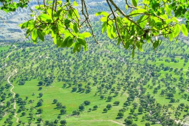 بانک ایران زمین در ایلام بلوط کاشت 2 Related image