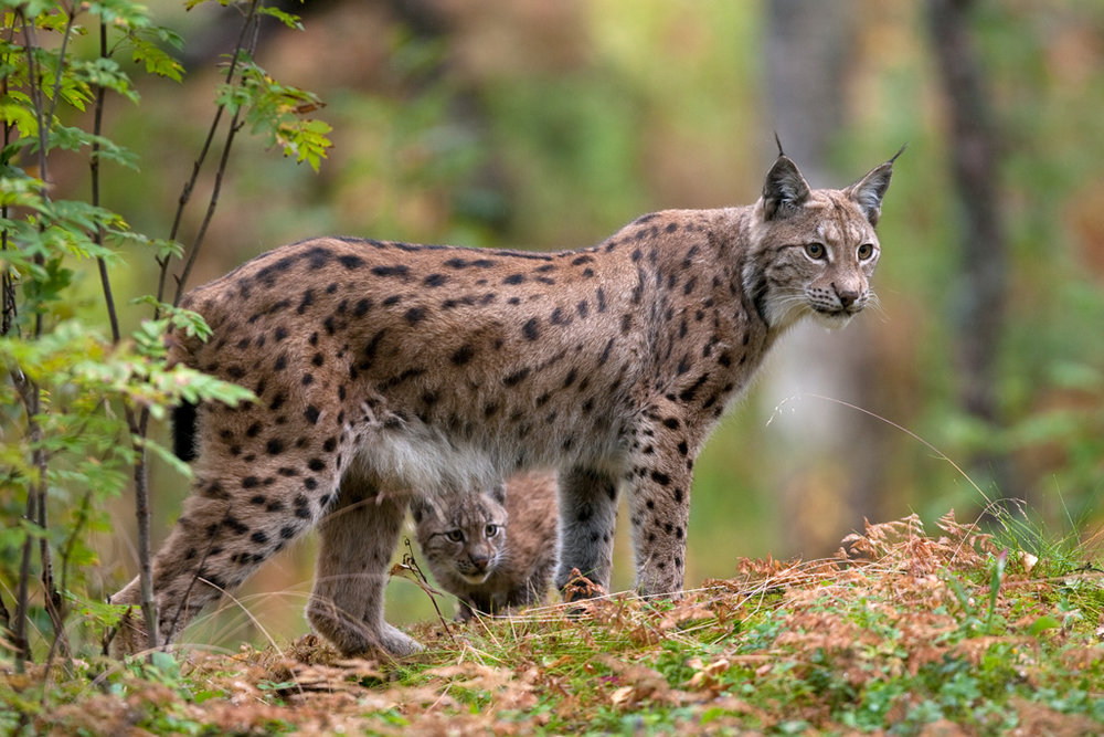 12 Heidari-Eurasian lynx-1.jpg