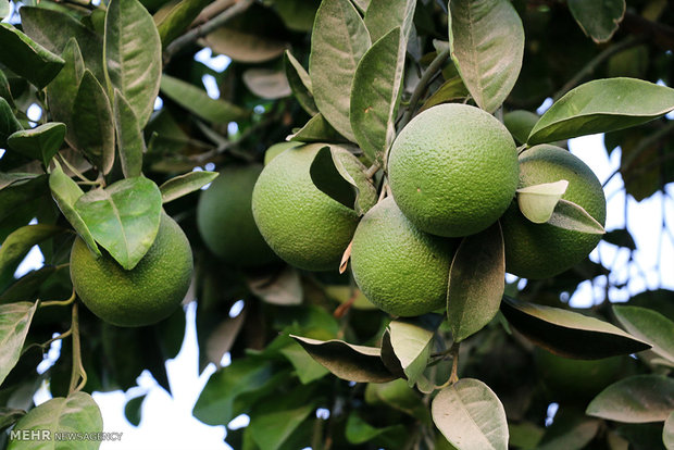 جهرم بزرگترین مرکز تولید لیمو شیرین در جهان است
