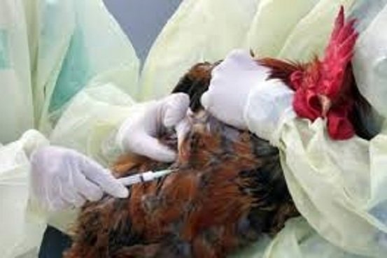 آنفلوانزای مرغی،رئیس دامپزشکی را به عراق کشاند 
