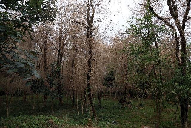 هجوم آفات به جنگل های هیرکانی/ گونه های همیشه سبز خشک می شوند