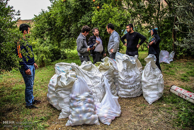 جشن انار در روستای انبوه