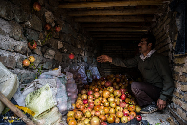 جشن انار در روستای انبوه