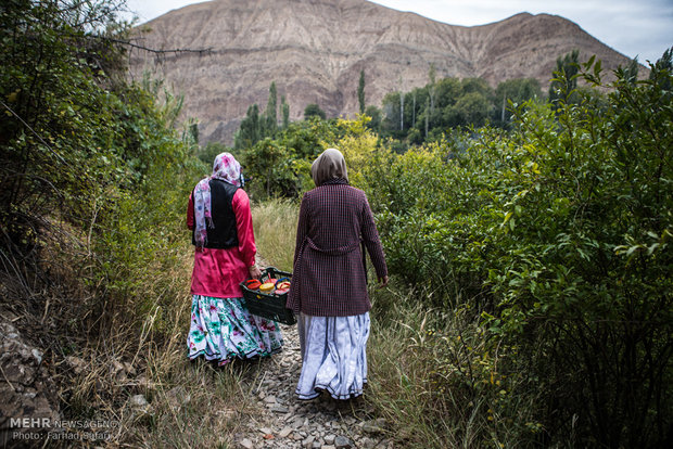 جشن انار در روستای انبوه