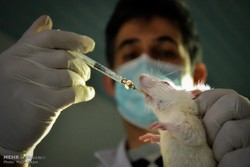 تحریک سلول های بنیادی موش برای ترمیم آسیبها با نوعی پروتئین