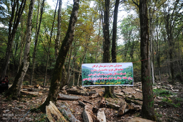 اعتراض به قطع درختان در روستای آهنگر محله گرگان
