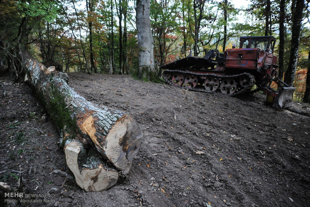 قطع و حمل بدون مجور درختان جنگلی جرم است/ دستگیری ۴ نفر در ارتباط