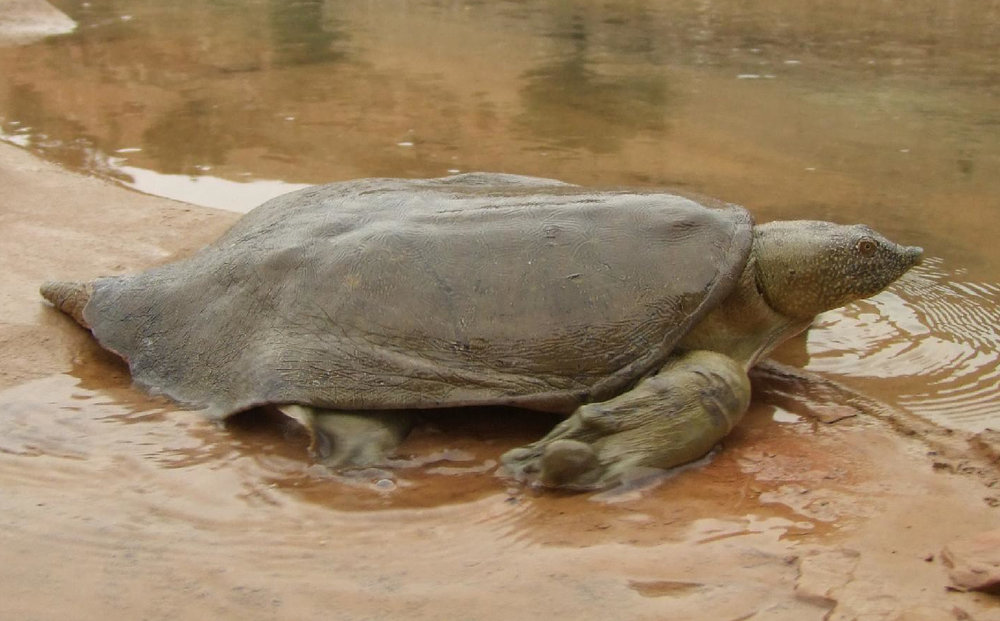 Euphrates softshell turtle