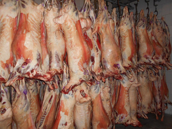 دلالان و کشتارگاه‌ها گوشت را گران کردند/کمبود عرضه نداریم