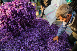 زعفران ایران به کام دیگران/ ۳۴ درصد تولید به نام کشورهای دیگر تجارت می‌شود