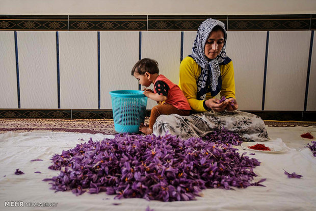 İran’da safran hasadı