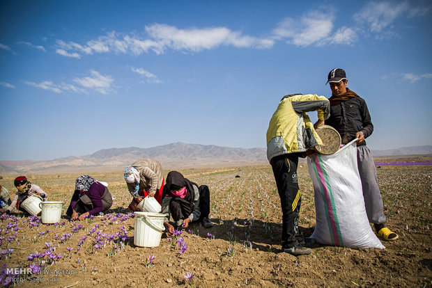 Saffron harvest in eastern Iran 