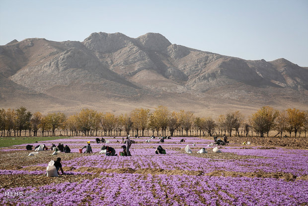  مرگ آرام طلای سرخ در راه است/چشم انداز مبهم مزارع زعفران