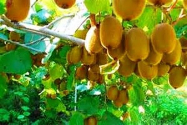 سيدات رشت وموسم فاكهة الكيوي في شمال ايران /صور