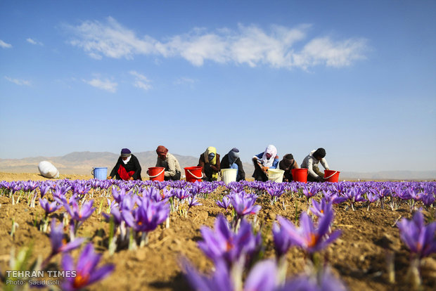 Farmers start getting in Saffron