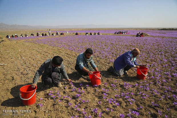 Farmers start getting in Saffron