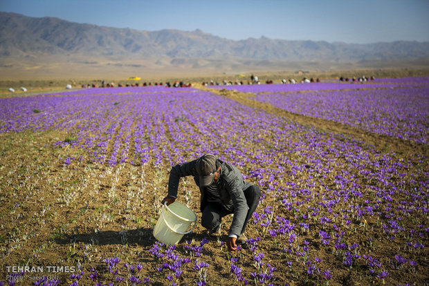 Farmers start getting in Saffron
