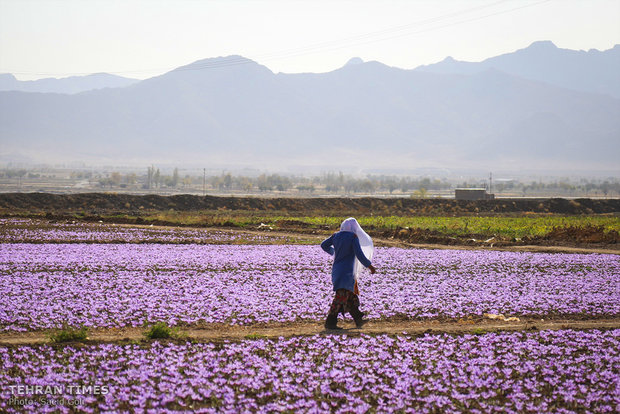 Farmers start getting in Saffron