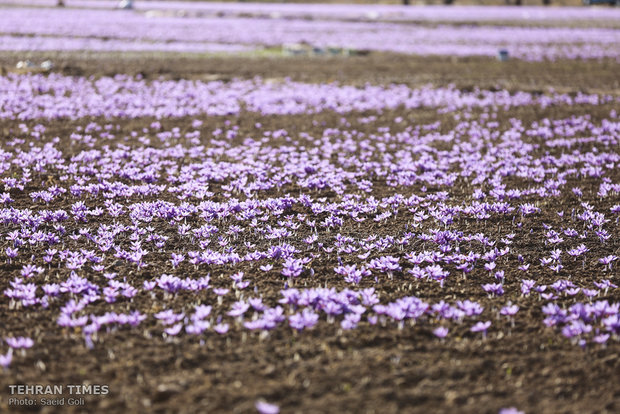 Farmers start getting in Saffron