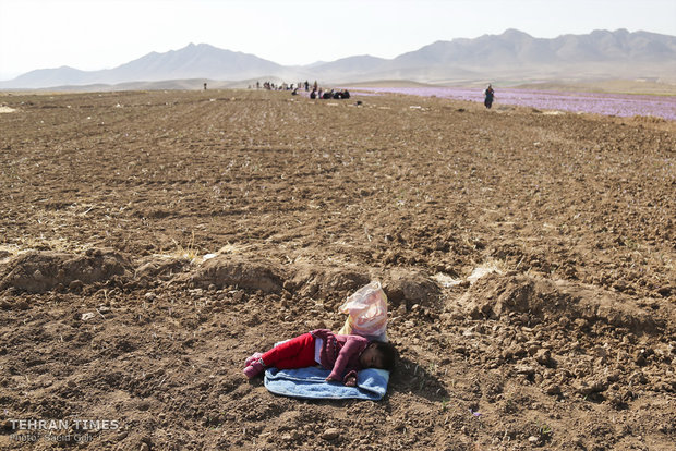 Farmers start getting in Saffron