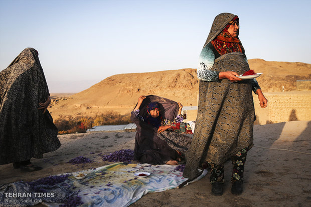 Farmers start getting in Saffron