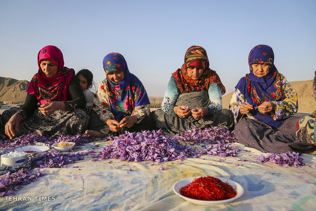 Farmers start getting in Saffron