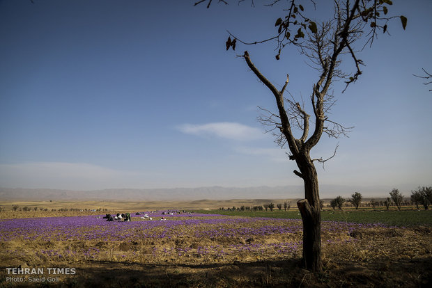 Farmers start getting in Saffron