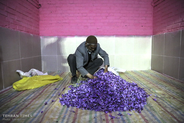 Farmers start getting in Saffron