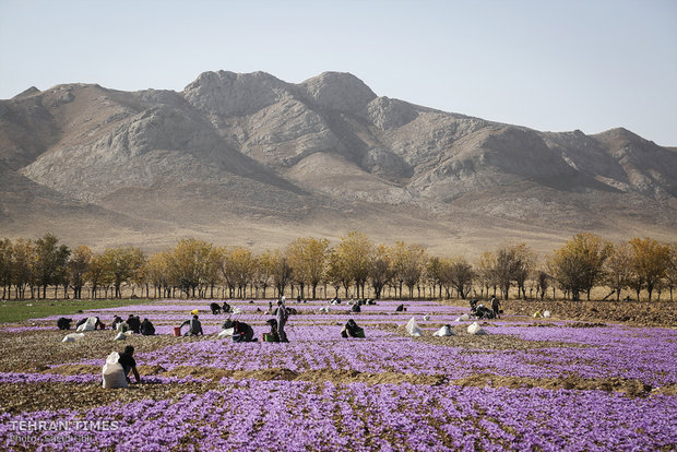 Farmers start getting in Saffron